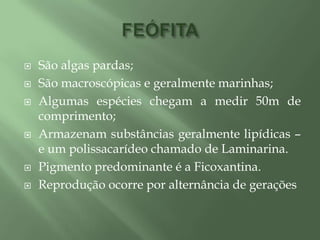 FEÓFITASão algas pardas;São macroscópicas e geralmente marinhas;Algumas espécies chegam a medir 50m de comprimento;Armazenam substâncias geralmente lipídicas – e um polissacarídeo chamado de Laminarina.Pigmento predominante é a Ficoxantina.Reprodução ocorre por alternância de gerações