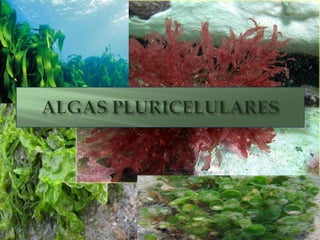ALGAS PLURICELULARES 