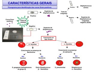 Cocos Gram
positivos
Teste da
catalase
Teste da
coagulase
Positivo
Negativo
Positivo
Espécies de
Staphylococcus
Espécies de
Streptococcus
Espécies de
Staphylococcus
coagulase
negativo (SCN)
Staphylococcus
aureus
Crescimento em
Agar Sangue
β - Hemólise α - Hemólise
Crescimento na presença de
Bacitracina
Crescimento na presença
da optoquina
Não
Sensível
Não
Sensível
Sim
Resistente
Sim
Resistente
Negativo
S. pyogenes (estreptococos
do grupo A)
Outro Streptococcus
β - Hemolítico
Streptococcus
α - Hemolítico
S. pneumoniae
Fluxograma para identificação dos cocos Gram positivos
CARACTERÍSTICAS GERAIS
 