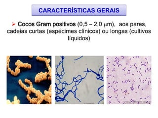 CARACTERÍSTICAS GERAIS
 Cocos Gram positivos (0,5 – 2,0 m), aos pares,
cadeias curtas (espécimes clínicos) ou longas (cultivos
líquidos)
Ary Fernandes Júnior
 