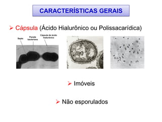 CARACTERÍSTICAS GERAIS
 Não esporulados
 Imóveis
 Cápsula (Ácido Hialurônico ou Polissacarídica)
Septo
Parede
bacteriana
Cápsula de ácido
hialurônico
 
