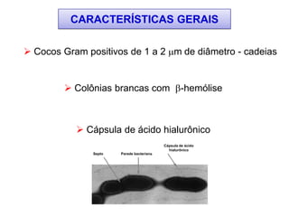  Cocos Gram positivos de 1 a 2 m de diâmetro - cadeias
 Colônias brancas com -hemólise
 Cápsula de ácido hialurônico
CARACTERÍSTICAS GERAIS
Septo Parede bacteriana
Cápsula de ácido
hialurônico
 