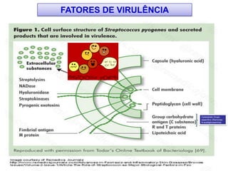 FATORES DE VIRULÊNCIA
Carboidrato Grupo
específico (Ramnose-
N-acetilglicosamina)
 