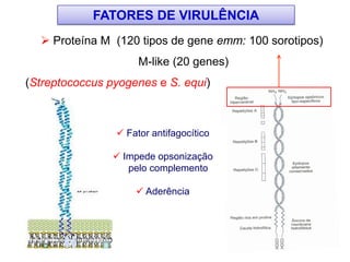  Proteína M (120 tipos de gene emm: 100 sorotipos)
M-like (20 genes)
(Streptococcus pyogenes e S. equi)
FATORES DE VIRULÊNCIA
 Fator antifagocítico
 Impede opsonização
pelo complemento
 Aderência
 