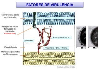FATORES DE VIRULÊNCIA
Receptor na célula
da mucosa do
hospedeiro
(Fibronectina)
Proteina M + LTA = Fibrila
(Proteina M)
Membrana da célula
do hospedeiro
Parede Celular
Membrana plasmática
do Streptococcus
Modificado de Ofek et al (1982)
Acido lipoteicóico (LTA)
 