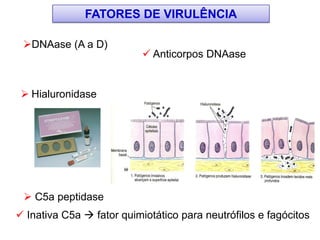 DNAase (A a D)
 Anticorpos DNAase
 C5a peptidase
 Inativa C5a  fator quimiotático para neutrófilos e fagócitos
 Hialuronidase
FATORES DE VIRULÊNCIA
 