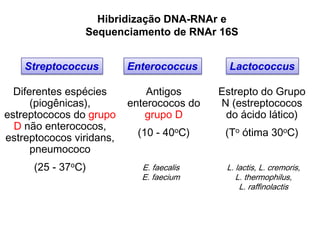 Streptococcus Enterococcus Lactococcus
Diferentes espécies
(piogênicas),
estreptococos do grupo
D não enterococos,
estreptococos viridans,
pneumococo
(25 - 37oC)
Antigos
enterococos do
grupo D
(10 - 40oC)
Estrepto do Grupo
N (estreptococos
do ácido lático)
(To ótima 30oC)
Hibridização DNA-RNAr e
Sequenciamento de RNAr 16S
L. lactis, L. cremoris,
L. thermophilus,
L. raffinolactis
E. faecalis
E. faecium
 