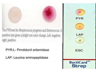 PYR:L- Pirrolidonil arilamidase
LAP: Leucina aminopeptidase
 