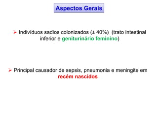  Principal causador de sepsis, pneumonia e meningite em
recém nascidos
 Indivíduos sadios colonizados (± 40%) (trato intestinal
inferior e geniturinário feminino)
Aspectos Gerais
 