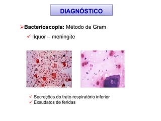 DIAGNÓSTICO
Bacterioscopia: Método de Gram
 líquor – meningite
 Secreções do trato respiratório inferior
 Exsudatos de feridas
 