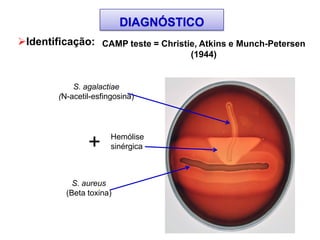 Identificação: CAMP teste = Christie, Atkins e Munch-Petersen
(1944)
DIAGNÓSTICO
S. aureus
(Beta toxina)
S. agalactiae
(N-acetil-esfingosina)
+ Hemólise
sinérgica
 