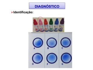 Identificação:
DIAGNÓSTICO
 