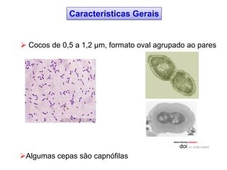  Cocos de 0,5 a 1,2 µm, formato oval agrupado ao pares
Algumas cepas são capnófilas
Características Gerais
doi:10.1038/nrg820
 