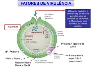 Proteína A da
superfície do
pneumococo
CbpA
Proteína A ligadora de
colina
Hialuronidase
Neuraminidase
NanA e NanB
IgA1Protease
FATORES DE VIRULÊNCIA
Pneumolisina
Citotóxica (alvéolos e
endoteliais), inflamação
pulmões, diminui
atividade de neutrófilos,
antifagocitário, inibe
atividade de células
ciliadas.
Cápsula
Autolisina
 