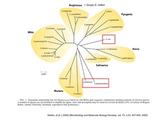 Nobbs, et al. ( 2009) (Microbiology and Molecular Biology Reviews, vol. 73, n.03, 407-450, 2009)
= Grupo S. milleri
 