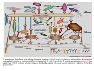 A superfície do dente forma uma película (lipídeos e proteínas, incluindo aglutininas salivares glicoprotéicas). Em seguida é
colonizada primeiramente por bactérias (Streptococcus oralis, S. mitis, S. gordonii e S. sanguis) que expressam adesinas para
aglutininas. Outras bactérias colonizam segundo distribuição espacial e temporal usando receptores e adesinas formando a
placa dentária.
Aglutininas
Adesinas
 