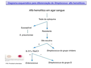 Alfa hemolítico em agar sangue
Diagrama esquemático para diferenciação de Streptococus alfa hemolíticos
Teste da optoquina
Susceptível
Resistente
Bile esculina
Streptococcus do grupo viridans
Streptococcus do grupo DEnterococcus
S. pneumoniae
PYR: Pirrolidanil arilamidase
 
