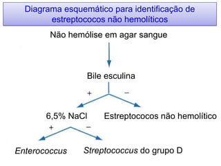 Não hemólise em agar sangue
Bile esculina
Estreptococos não hemolítico6,5% NaCl
Enterococcus Streptococcus do grupo D
Diagrama esquemático para identificação de
estreptococos não hemolíticos
 