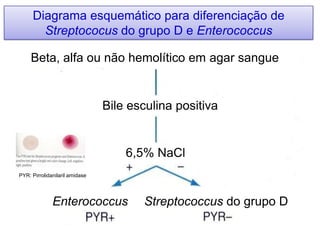 Beta, alfa ou não hemolítico em agar sangue
Bile esculina positiva
6,5% NaCl
Enterococcus Streptococcus do grupo D
Diagrama esquemático para diferenciação de
Streptococus do grupo D e Enterococcus
PYR: Pirrolidanilaril amidase
 