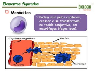  Monócitos
Podem sair pelos capilares,
crescer e se transformam,
no tecido conjuntivo, em
macrófagos (fagocitose).
Elementos figurados
 