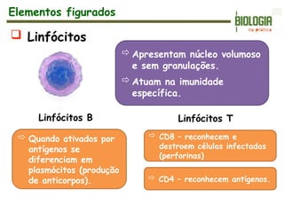  Linfócitos
Apresentam núcleo volumoso
e sem granulações.
Atuam na imunidade
específica.
 Quando ativados por
antígenos se
diferenciam em
plasmócitos (produção
de anticorpos).
Linfócitos B Linfócitos T
 CD8 – reconhecem e
destroem células infectadas
(perforinas)
 CD4 – reconhecem antígenos.
Elementos figurados
 