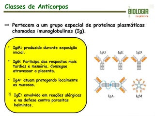 Þ Pertecem a um grupo especial de proteínas plasmáticas
chamadas imunoglobulinas (Ig).
• IgM: produzido durante exposição
inicial.
• IgG: Participa das respostas mais
tardias e memória. Consegue
atravessar a placenta.
• IgA: atuam protegendo localmente
as mucosas.
 IgE: envolvido em reações alérgicas
e na defesa contra parasitas
helmintos.
Classes de Anticorpos
 