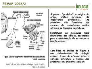 EBMSP-2023/2
A palavra “proteína” se origina do
grego protos (primeiro, de
importância primordial). As
proteínas são formadas por
cadeias de aminoácidos unidos
através de ligações peptídicas.
Constituem as moléculas mais
abundantes das células, essenciais
para a manutenção da estrutura e
função celular.
Com base na análise da figura e
nos conhecimentos de biologia
celular, é correto afirmar sobre a
síntese, estrutura e função das
proteínas em ambiente celular:
 