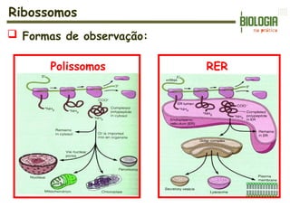 Ribossomos
Polissomos RER
 Formas de observação:
 