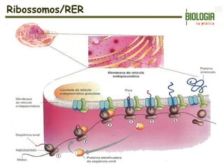 Ribossomos/RER
 