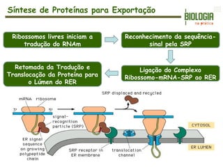 Síntese de Proteínas para Exportação
Ribossomos livres iniciam a
tradução do RNAm
Reconhecimento da sequência-
sinal pela SRP
Ligação do Complexo
Ribossomo-mRNA-SRP ao RER
Retomada da Tradução e
Translocação da Proteína para
o Lúmen do RER
 