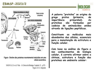 EBMSP-2023/2
A palavra “proteína” se origina do
grego protos (primeiro, de
importância primordial). As
proteínas são formadas por
cadeias de aminoácidos unidos
através de ligações peptídicas.
Constituem as moléculas mais
abundantes das células, essenciais
para a manutenção da estrutura e
função celular.
Com base na análise da figura e
nos conhecimentos de biologia
celular, é correto afirmar sobre a
síntese, estrutura e função das
proteínas em ambiente celular:
 