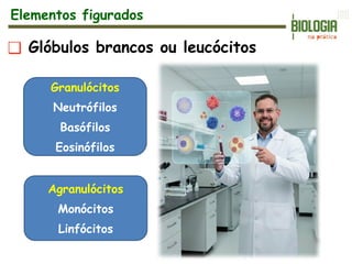 ❑ Glóbulos brancos ou leucócitos
Elementos figurados
Granulócitos
Neutrófilos
Basófilos
Eosinófilos
Agranulócitos
Monócitos
Linfócitos
 