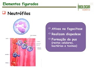 Neutrófilos
Ativos na fagocitose
Realizam diapedese
Formação do pus
(restos celulares,
bactérias e toxinas)
Elementos figurados
 