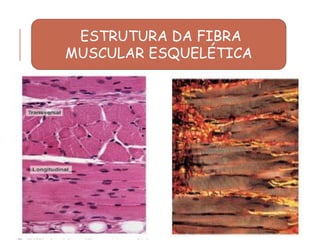 ESTRUTURA DA FIBRA
MUSCULAR ESQUELÉTICA
 