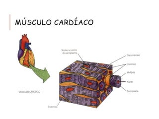 MÚSCULO CARDÍACO
 