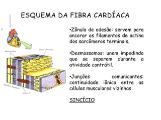 ESQUEMA DA FIBRA CARDÍACA
•Zônula de adesão: servem para
ancorar os filamentos de actina
dos sarcômeros terminais.
•Desmossomos: unem impedindo
que se separem durante a
atividade contrátil.
•Junções comunicantes:
continuidade iônica entre as
células musculares vizinhas
SINCÍCIO
 