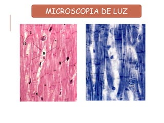 MICROSCOPIA DE LUZ
 