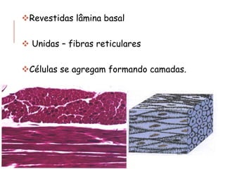 ❖Revestidas lâmina basal
❖ Unidas – fibras reticulares
❖Células se agregam formando camadas.
 