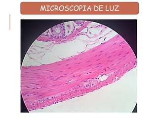 MICROSCOPIA DE LUZ
 