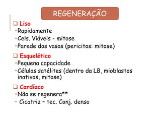 ❑ Liso
Rapidamente
Cels. Viáveis - mitose
Parede dos vasos (pericitos: mitose)
❑ Esquelético
Pequena capacidade
Células satélites (dentro da LB, mioblastos
inativos, mitose)
❑ Cardíaco
Não se regenera**
 Cicatriz – tec. Conj. denso
REGENERAÇÃO
 