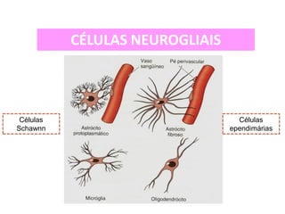 CÉLULAS NEUROGLIAIS
Células
ependimárias
Células
Schawnn
 