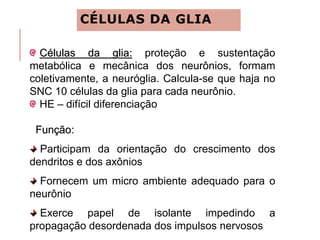 CÉLULAS DA GLIA
Células da glia: proteção e sustentação
metabólica e mecânica dos neurônios, formam
coletivamente, a neuróglia. Calcula-se que haja no
SNC 10 células da glia para cada neurônio.
HE – difícil diferenciação
Função:
Participam da orientação do crescimento dos
dendritos e dos axônios
Fornecem um micro ambiente adequado para o
neurônio
Exerce papel de isolante impedindo a
propagação desordenada dos impulsos nervosos
 