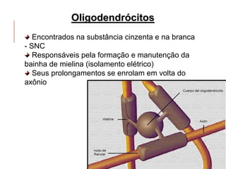 Oligodendrócitos
Encontrados na substância cinzenta e na branca
- SNC
Responsáveis pela formação e manutenção da
bainha de mielina (isolamento elétrico)
Seus prolongamentos se enrolam em volta do
axônio
 