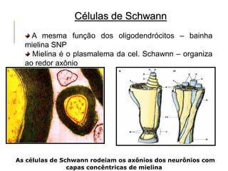 Células de Schwann
A mesma função dos oligodendrócitos – bainha
mielina SNP
Mielina é o plasmalema da cel. Schawnn – organiza
ao redor axônio
As células de Schwann rodeiam os axônios dos neurônios com
capas concêntricas de mielina
 