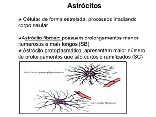 Astrócitos
Células de forma estrelada, processos irradiando
corpo celular
Astrócito fibroso: possuem prolongamentos menos
numerosos e mais longos (SB)
Astrócito protoplasmático: apresentam maior número
de prolongamentos que são curtos e ramificados (SC)
 