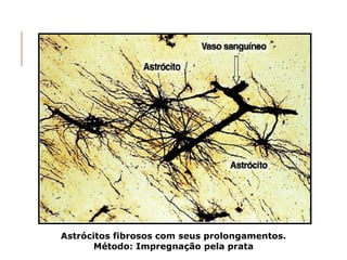 Astrócitos fibrosos com seus prolongamentos.
Método: Impregnação pela prata
 