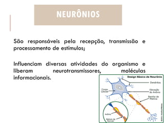 NEURÔNIOS
São responsáveis pela recepção, transmissão e
processamento de estímulos;
Influenciam diversas atividades do organismo e
liberam neurotransmissores, moléculas
informacionais.
 