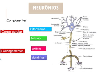 NEURÔNIOS
Componentes
 