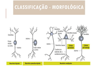 CLASSIFICAÇÃO - MORFOLÓGICA
 
