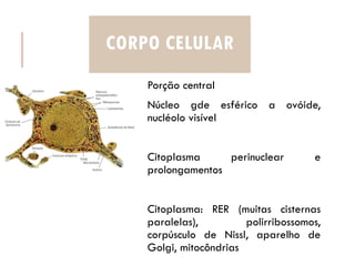 CORPO CELULAR
Porção central
Núcleo gde esférico a ovóide,
nucléolo visível
Citoplasma perinuclear e
prolongamentos
Citoplasma: RER (muitas cisternas
paralelas), polirribossomos,
corpúsculo de Nissl, aparelho de
Golgi, mitocôndrias
 
